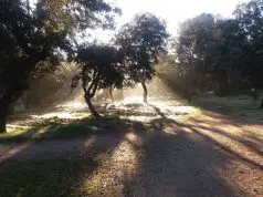 monte del pilar majadahonda