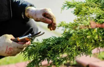 jardineros ofertas de empleo