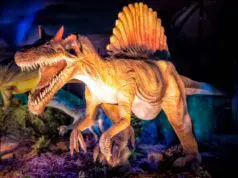 dino expo xxl exposicion dinosaurios replica