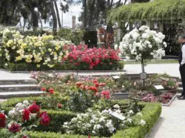 rosaleda parque oeste