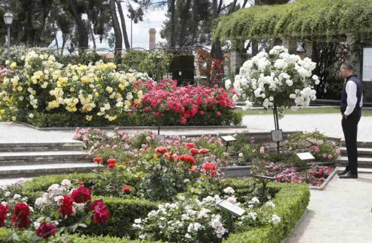 rosaleda parque oeste