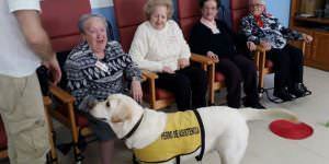 Terapias con animales para personas mayores