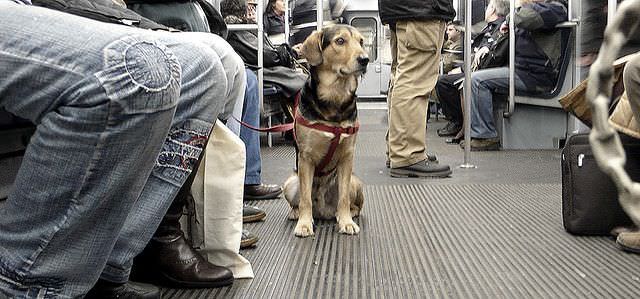 Perro en el metro de Madrid