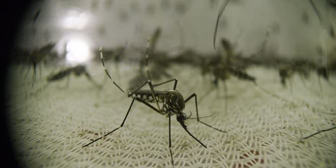 Mosquito | Créditos DSC.