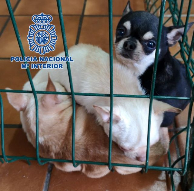 Chihuahuas encontradas en el sótano de una vivienda en pésimas condiciones