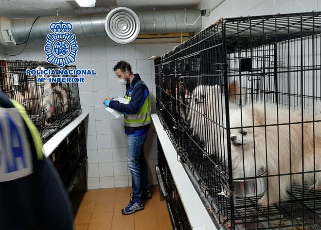 La Policía ha intervenido canes de la raza chihuahua y Pomeriana