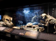 Paleontología en el Museo Arqueológico