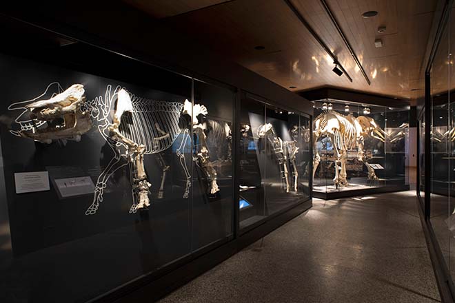 Talleres paleontología para niños en el Museo Arqueológico Regional 