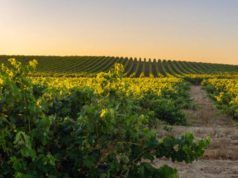 Rioja Alavesa