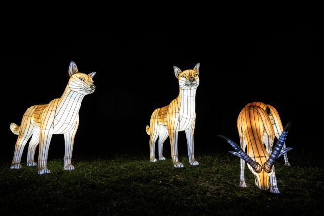 Variedad de animales luminosos en un entorno nocturno