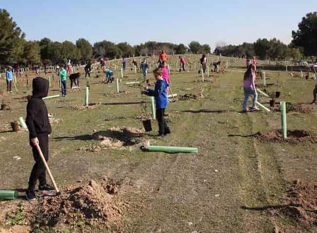 Escolares plantan árboles en el Día Internacional de la Paz en Fuenlabrada