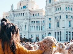 Vuelve la Fiesta de la Trashumancia de Madrid para celebrar su XXXIII edición Fiesta de la Trashumancia